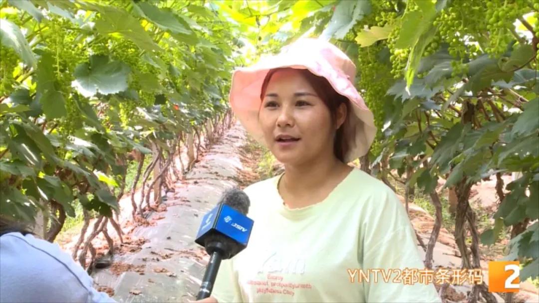 “去了两个月,差不多赚了3万块…”,揣着葡萄修剪技术,她们走南闯北、挣钱致富