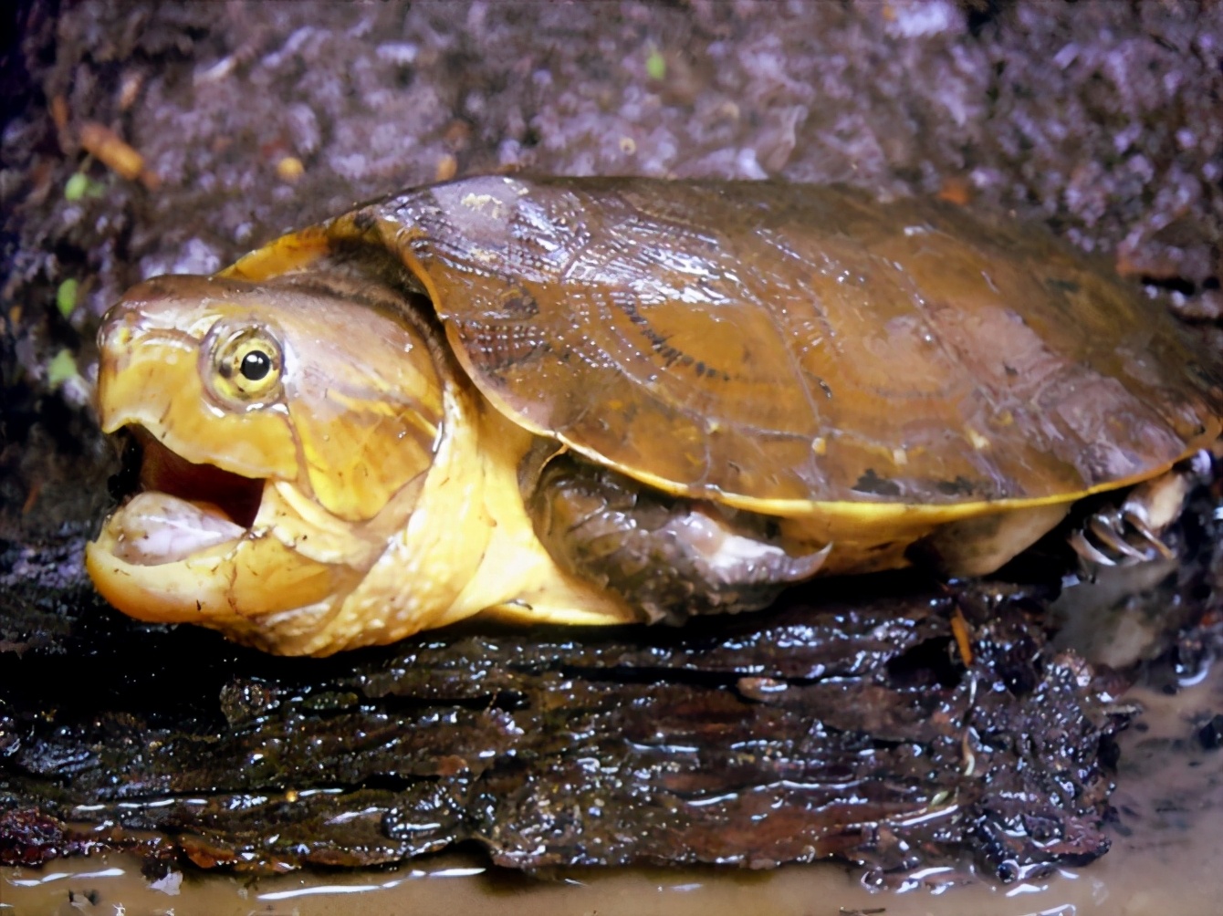 各种龟类图片大全大图,龟类展示会