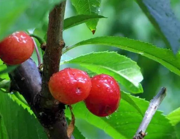 汶川、汉源的车厘子熟了！味道巴适，快去实现“车厘子自由”。