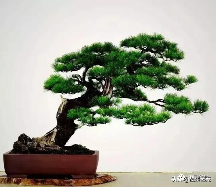 寒松纵老风骨在——赏松杂谈