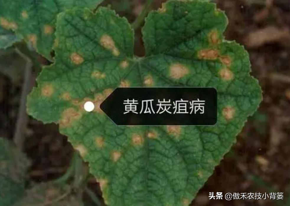 叶片上出现黄斑点是什么病,叶片有黄斑白斑怎么办