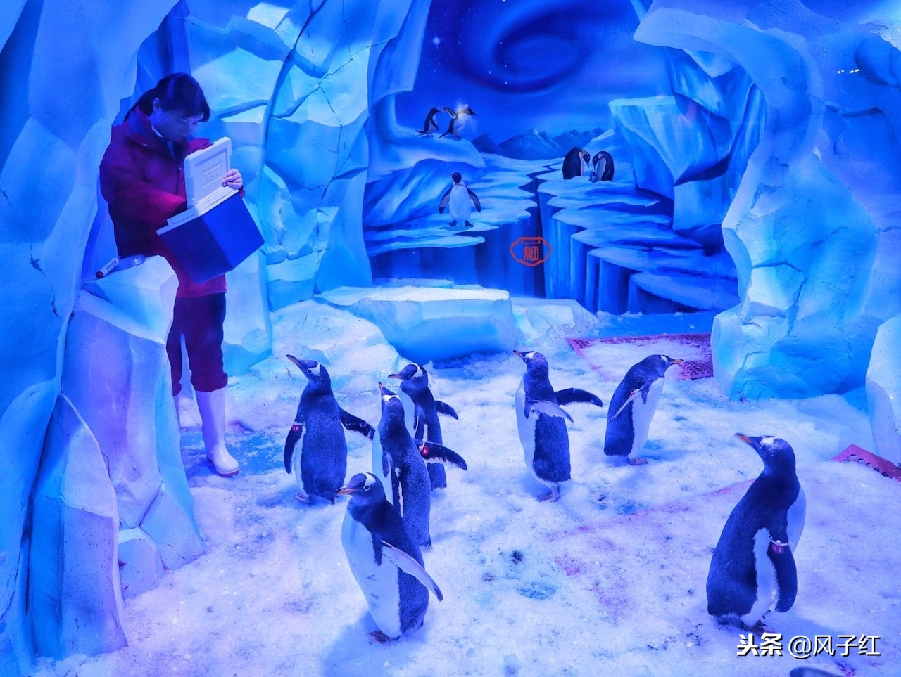 上海新地标丨海昌海洋公园一日游园玩法攻略