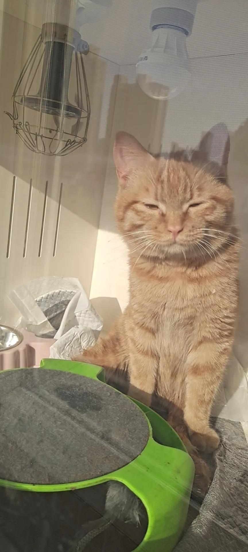 瘫痪猫怎么人工帮助排泄,瘫痪猫咪怎么护理