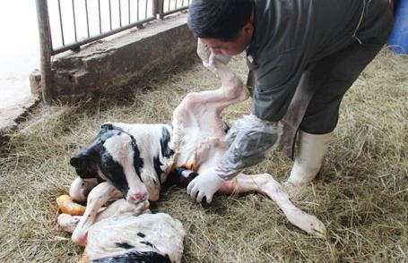 繁育母牛的饲养方法资料,繁育母牛保健流程