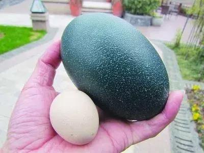 能发家致富的植物,能发家致富的草