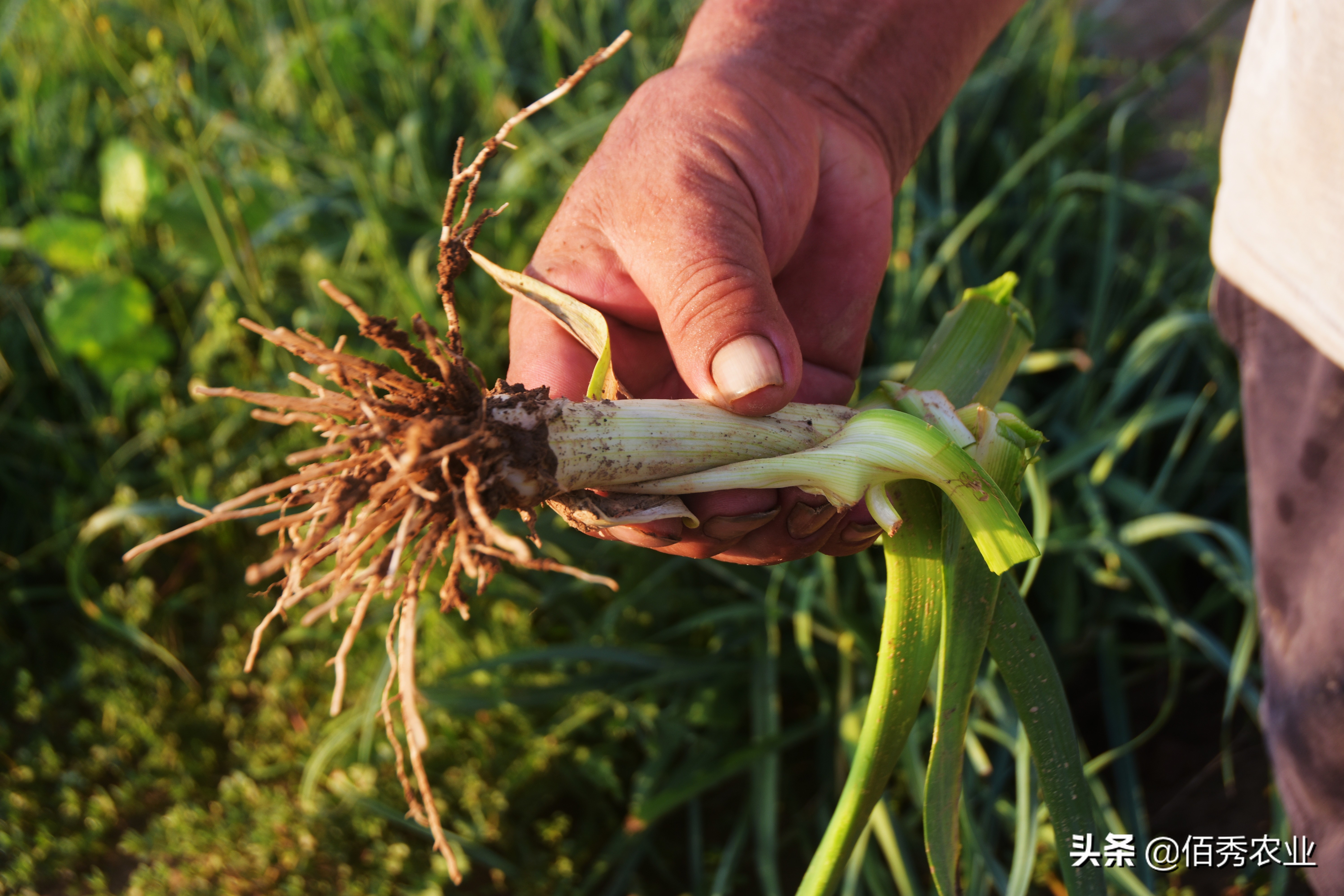 怎样种植大蒜快速出苗,怎样使大蒜种植高产