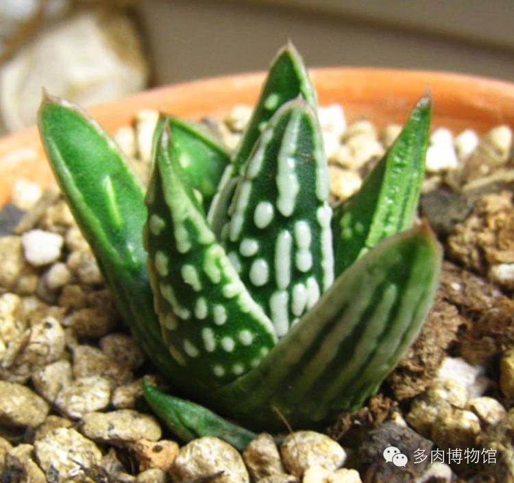 天使之泪多肉老桩,天使之泪多肉状态图