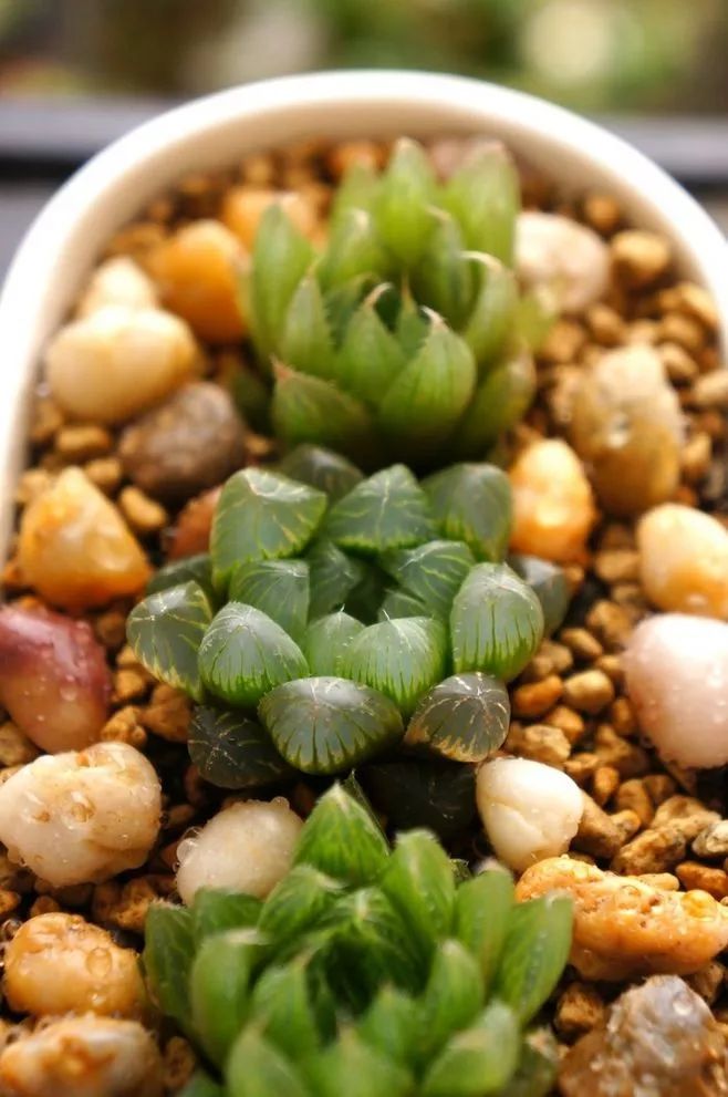 玉露闷养的方法和步骤,玉露闷养最佳温度