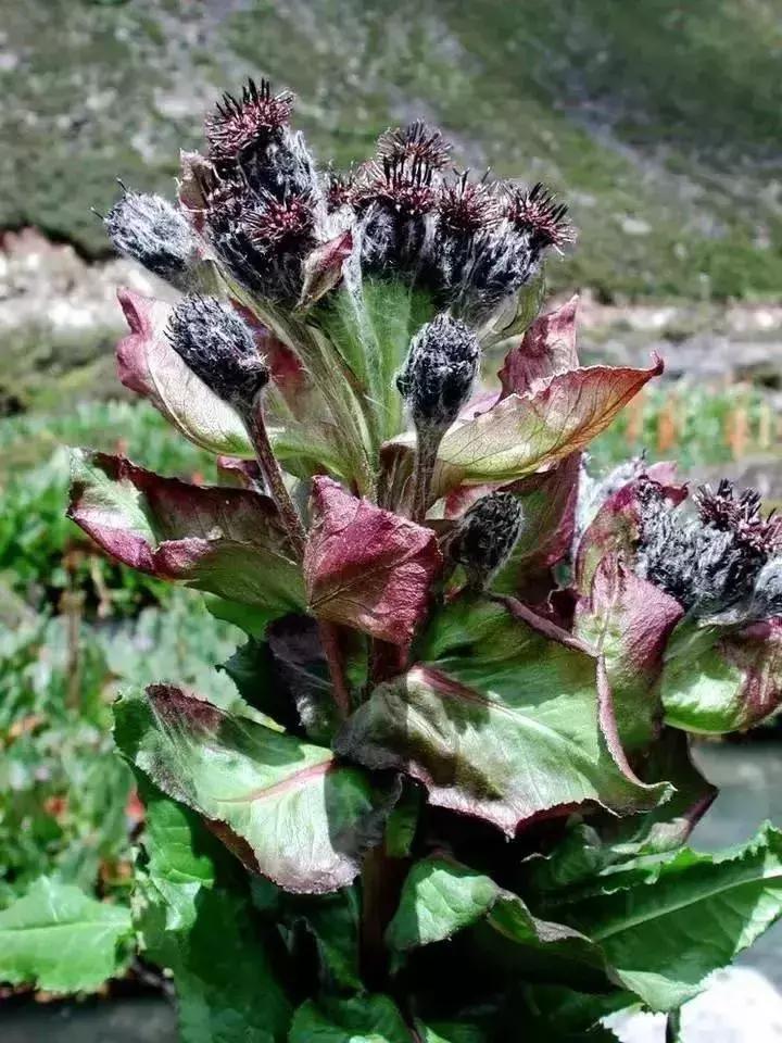 经络不通百病生视频,经络不通寒湿淤堵百病丛生