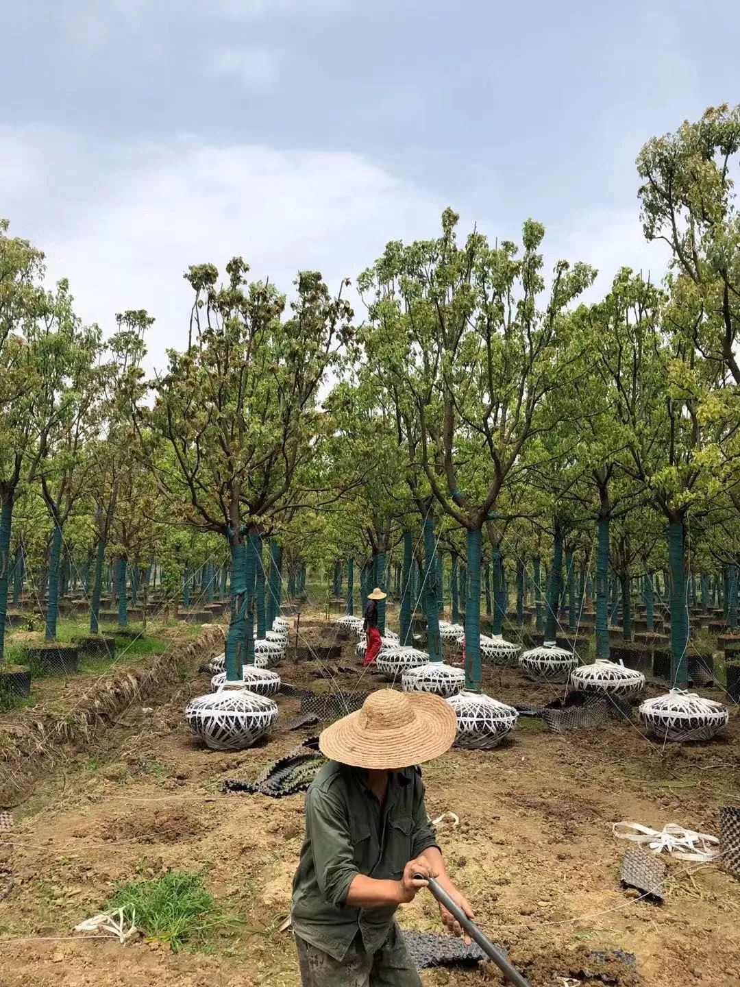 郑显华:显豁知幽抱,华顶望山高