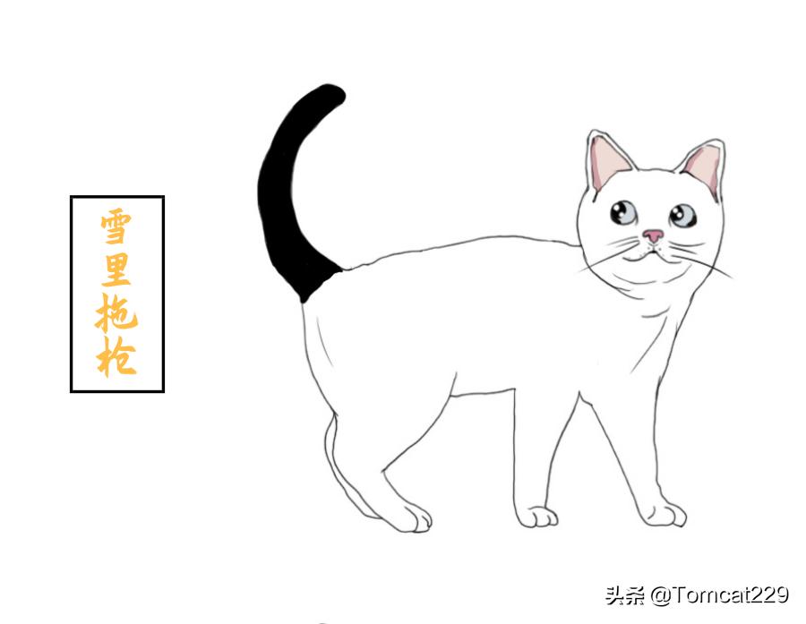 古代是如何给猫咪取名字的,古人给猫取名字