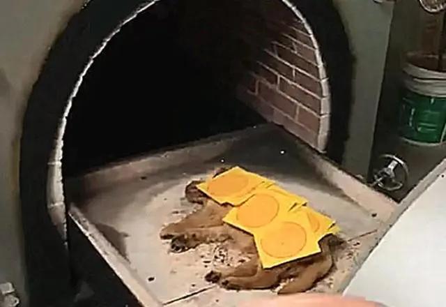 狗狗死亡火化主人哭,狗狗死后火化送去天堂