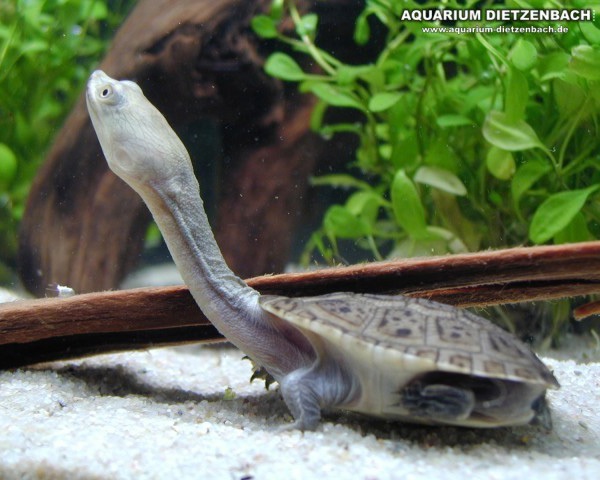 看图识龟,看图识物