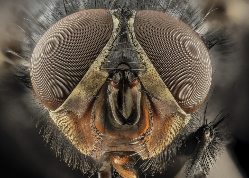 为啥总是打不中苍蝇,为什么总是打不中苍蝇