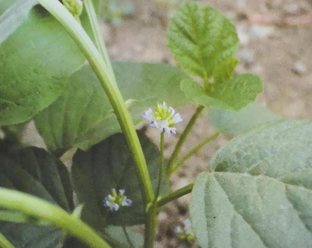 补骨脂可以补骨头吗,骨碎补和补骨脂哪个补骨效果好