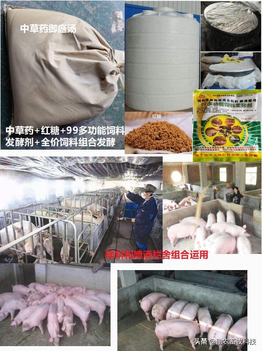 非洲猪瘟的临床症状及快速净化技术