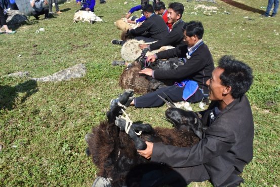 “尼牧哟莎茨”——剪羊毛节金阳彝人盛大的畜牧文化节日