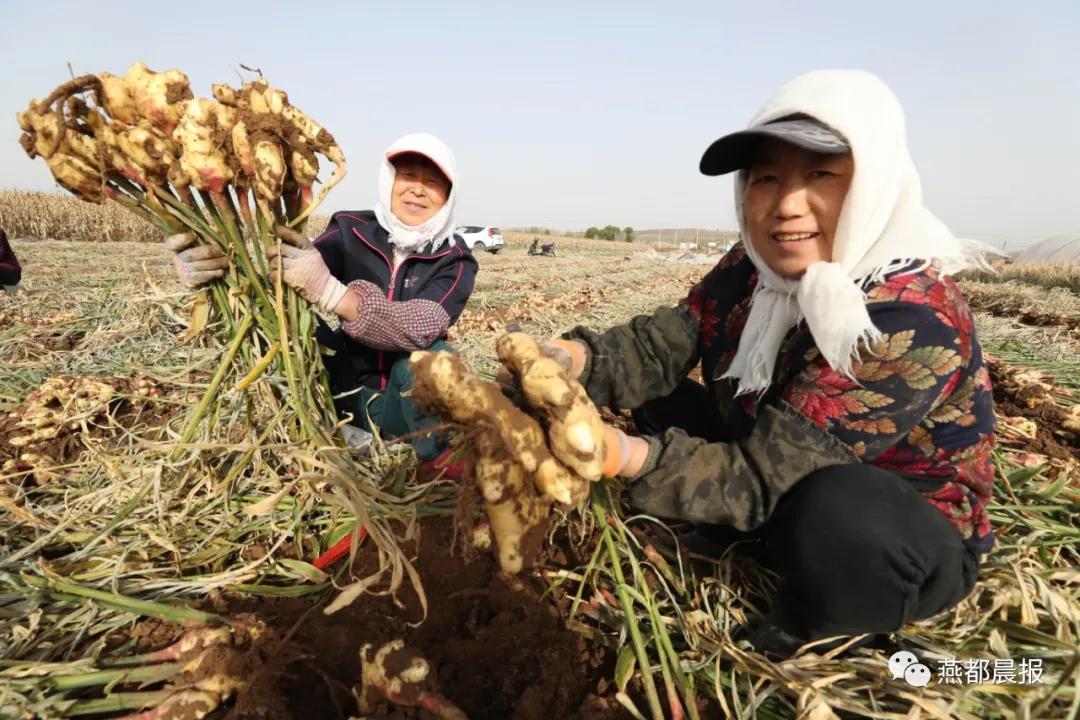 种植生姜喜丰收,一亩地2万斤大姜种植