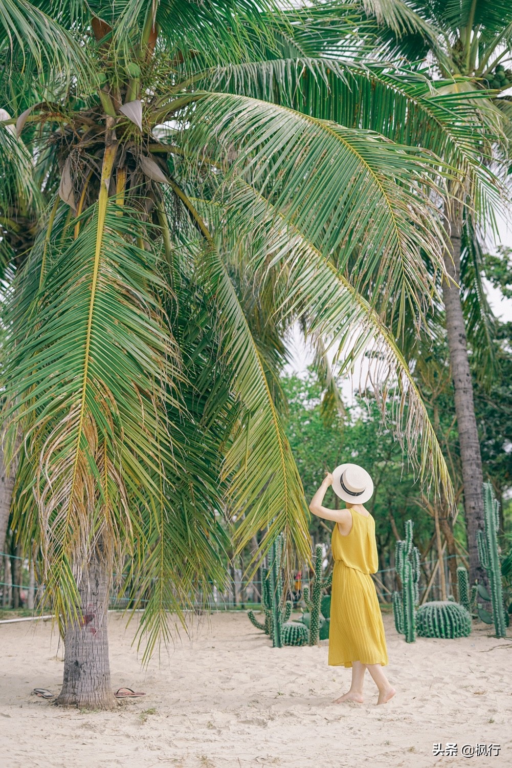 被猴子袭击，门票昂贵，拍照被轰，被我全程吐槽的三亚到底值不值