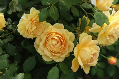 适合院子种的藤本月季品种,适合两广种植的浓香型藤本月季