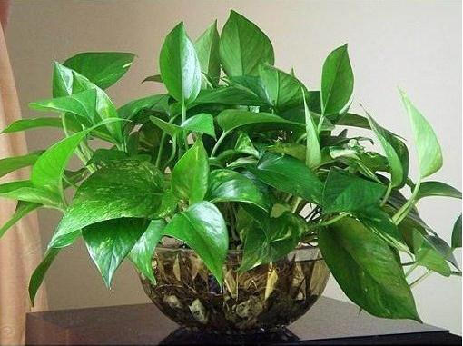 水培绿萝怎么养才能长得茂盛,水培绿萝绿萝里的土需不需要洗掉