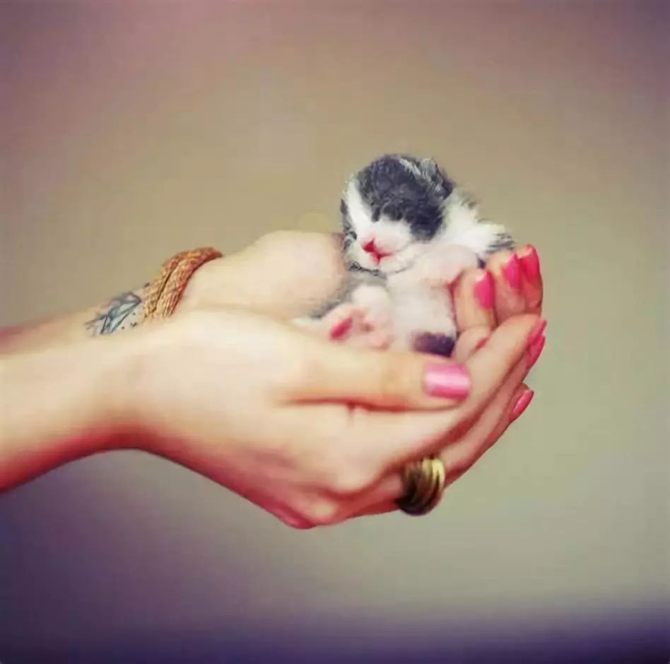 猫宝宝一般吃什么,猫宝宝的句子