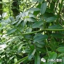 中药药材大全及功效,补肾中药大全及功效