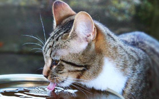 猫咪鼻子摸着干干的,猫咪鼻子湿润是正常的嘛