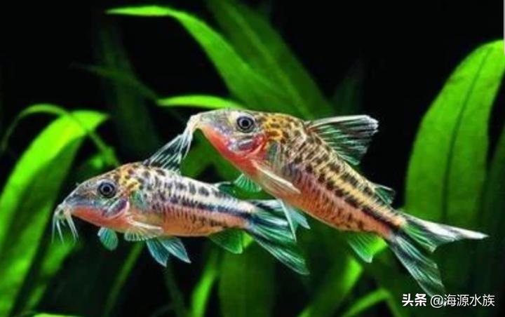 红绿灯鱼跳缸是什么原因,怎样防止鱼儿跳缸