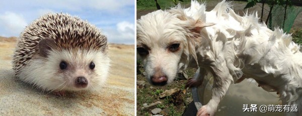 奇异宠物打破我们的固有认知,辟谣奇异生物