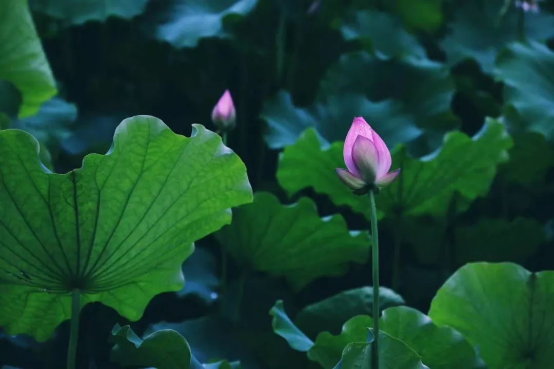 FineYoga回馈*会：社**抑郁症疗愈营（课程，食宿，家属全部免费）