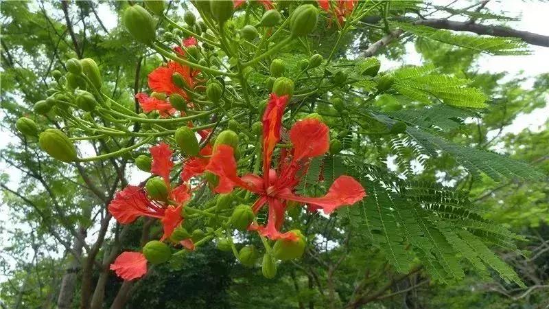 深圳5月哪里有花海看,深圳五一哪里可以看花海