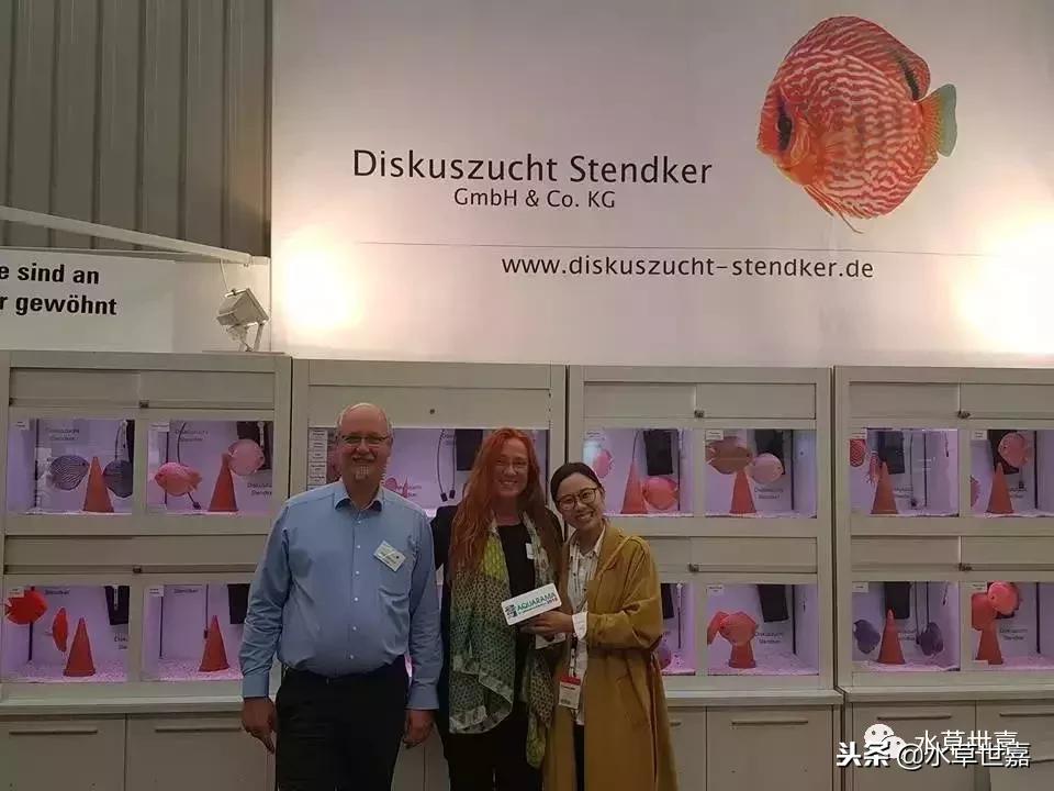 七彩神仙鱼水族箱布景,七彩神仙鱼苗繁殖技术