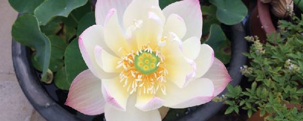 碗莲的种植方法是怎样的,碗莲的种植方法土培