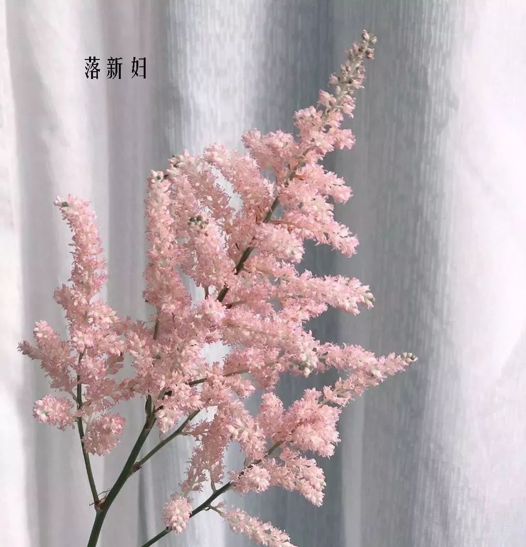 鲜花店常见花材品种大全,花店里同款的两种不同价格的花材