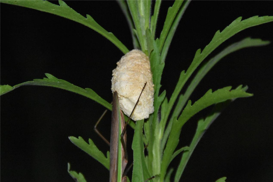 啪啪啪时被另一半吃掉是什么感受？