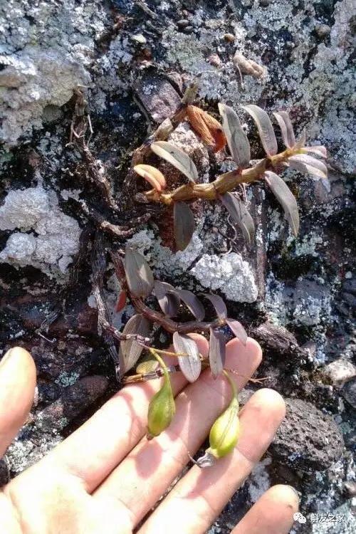 丹霞石斛图片及功效,广东的铁皮石斛是什么样子