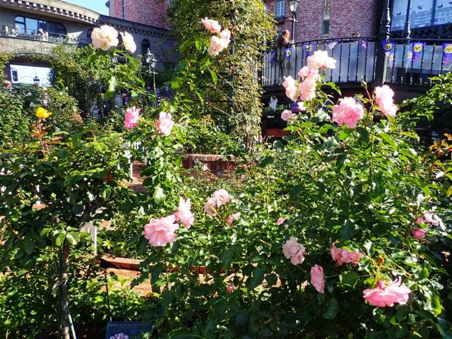 从南到北游日本之北海道札幌