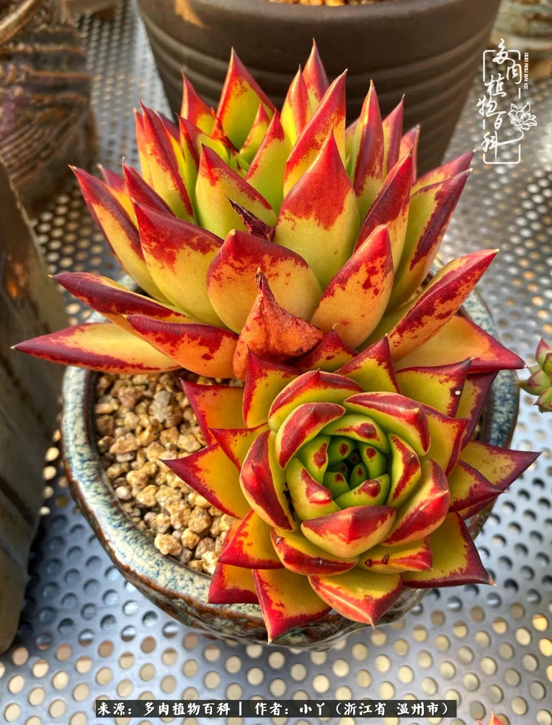 祖上无院家里无矿，一腔浪漫情怀付诸楼顶造花