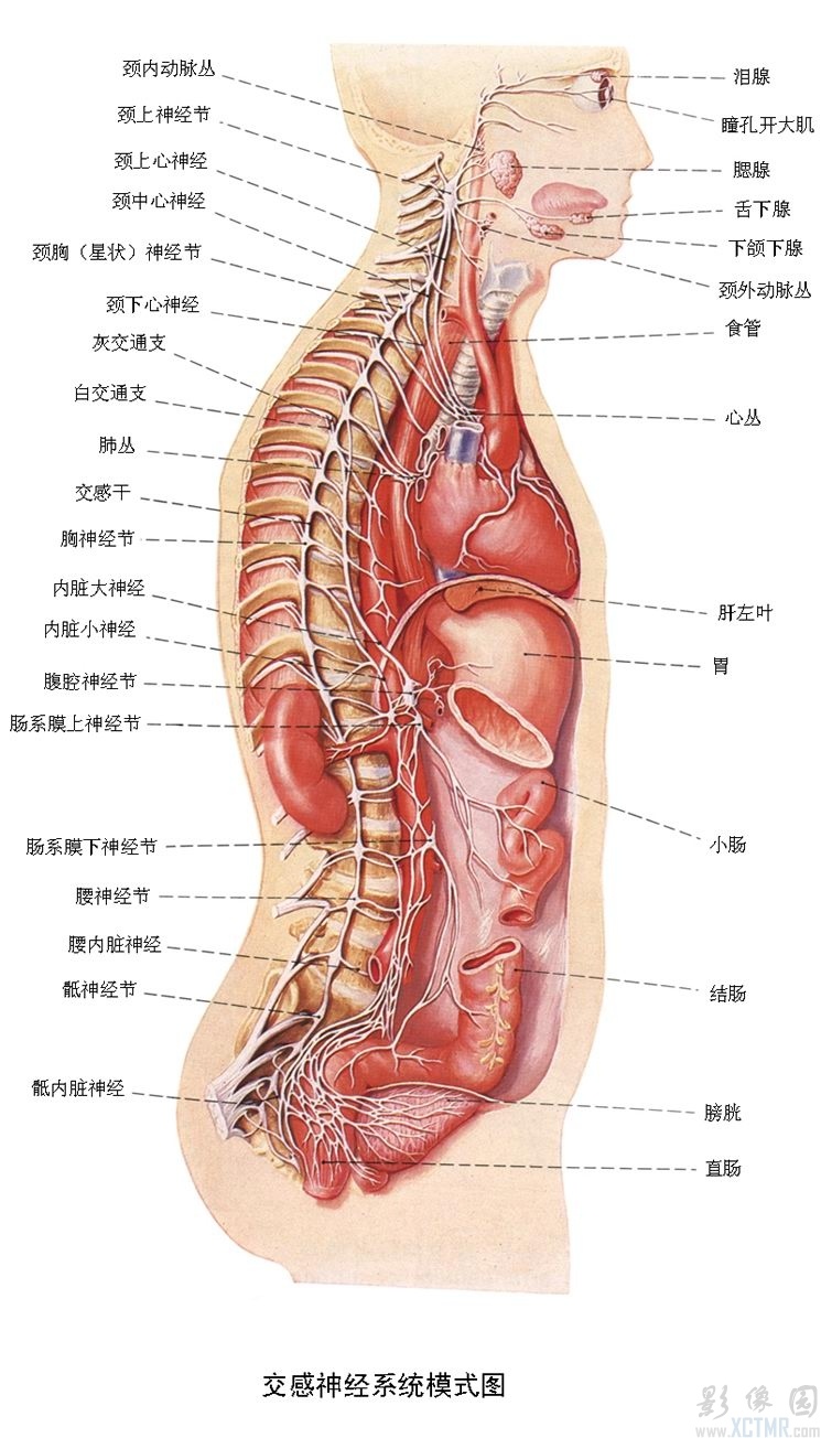医生常用的解剖学、内外科口诀