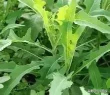 戈壁当中最常见的植物,在野外都能捡到的稀有植物