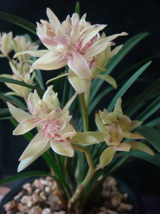 建兰奇花之首富山奇蝶,建兰花四季开花