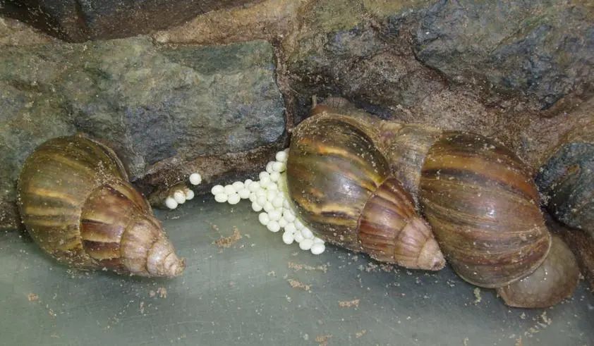 入侵物种非洲大蜗牛，雌雄同体“自导自演”繁殖后代？答案来了