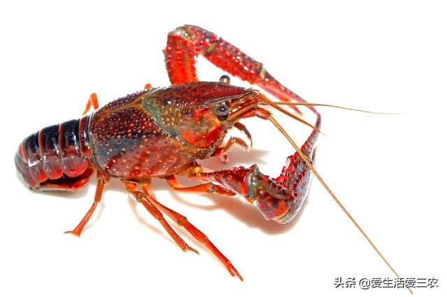 适合农村夫妻小本加工项目,农村小本创业项目大全