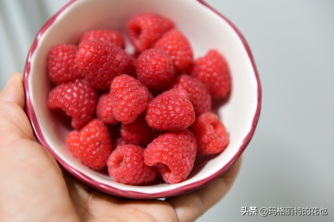 树莓在庭院怎么种植,树莓可在院子里种吗