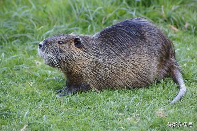 家鼠的种类有哪些,几种常见的家鼠