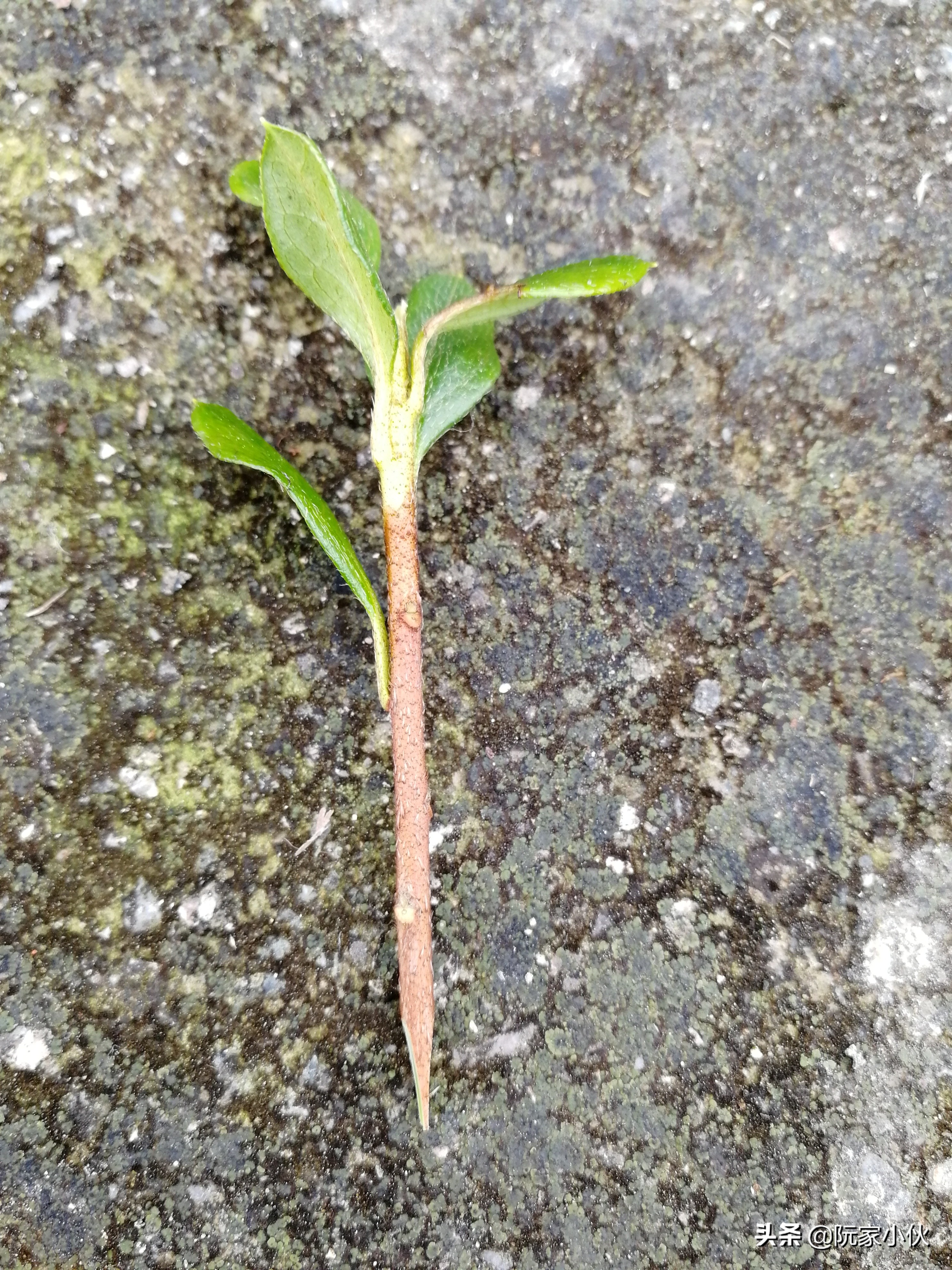 映山红嫁接的杜鹃怎么养护,映山红嫁接杜鹃多久长芽