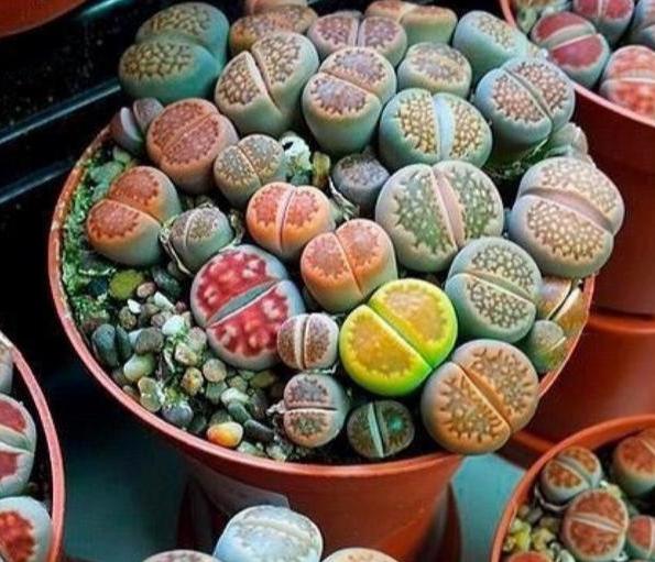 多肉生石花怎么移栽,生石花最好养的多肉