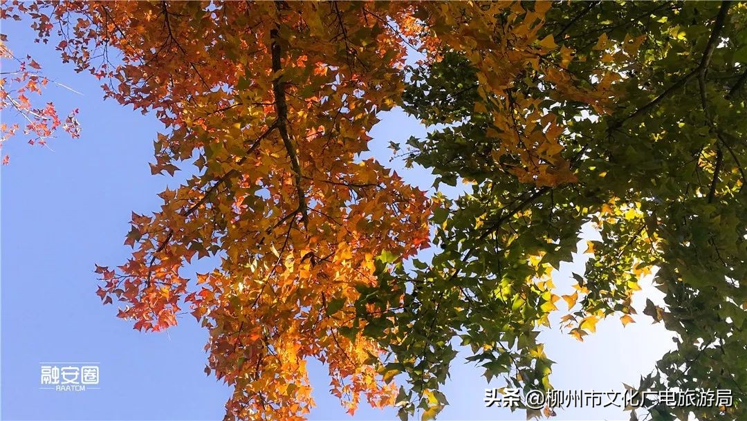 融安风景最好看的地方,融安十大游玩景点