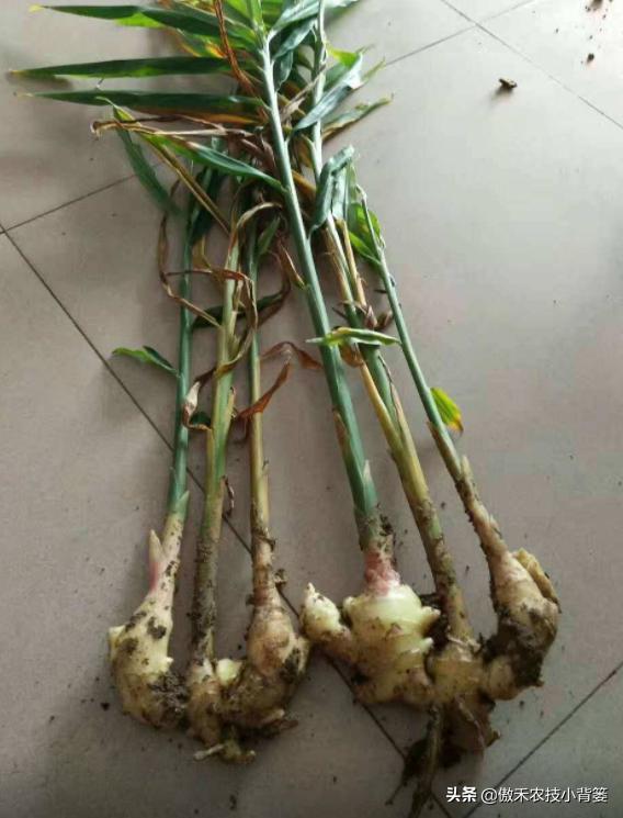 农作物灌根用什么杀菌药效果好,阿维菌素灌根可以防治哪些病害